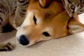 『犬のことが好きすぎる猫』VS『塩対応な犬』 お互いの性格が出すぎている『愛おしい攻防戦』が48万再生「普通は逆ｗｗ」「優しいわんこ」