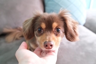 『家族が大好きな犬』がみせる行動5つ　情が厚いワンコの特徴や信頼関係を築くコツまで