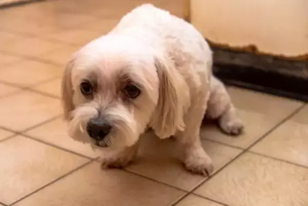 犬が『震えている』のはなぜ？寒いだけじゃなかった？注意すべき状態まで