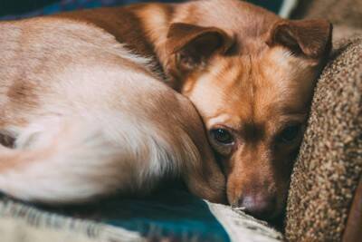 犬が『震えている』のはなぜ？寒いだけじゃなかった？注意すべき状態まで