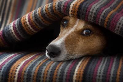 犬が『震えている』のはなぜ？寒いだけじゃなかった？注意すべき状態まで
