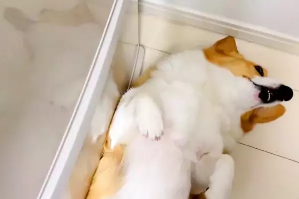 冷蔵庫の前で転がる犬→開けられないので、仕方なく…可愛すぎる『冷蔵庫を開けるための方法』が154万表示「素敵ｗ」「元の位置に戻すの草」