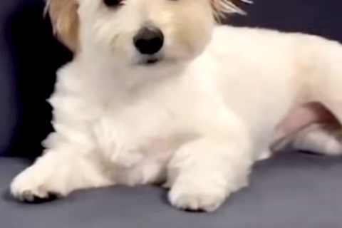 ソファで爆睡する犬→起き上がったと思ったら…人間以上に凄い『衝撃的な寝ぐせ』が45万再生「正面顔しんどいｗｗ」「二日酔い明けかな？」