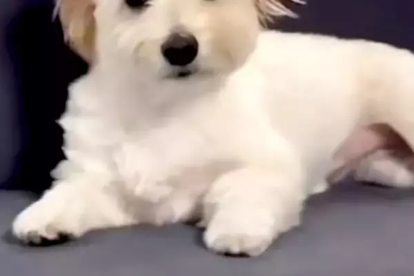 ソファで爆睡する犬→起き上がったと思ったら…人間以上に凄い『衝撃的な寝ぐせ』が45万再生「正面顔しんどいｗｗ」「二日酔い明けかな？」