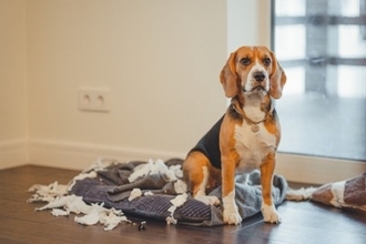 犬を飼ったばかりの人がぶつかる4つの壁　念願の愛犬との暮らしを充実させるための心得とは？