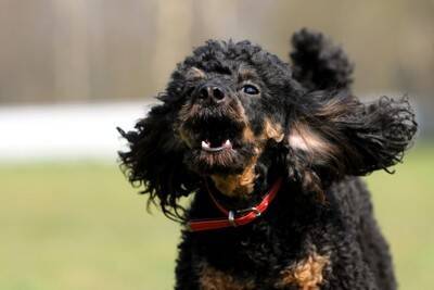 犬を飼ったばかりの人がぶつかる4つの壁　念願の愛犬との暮らしを充実させるための心得とは？