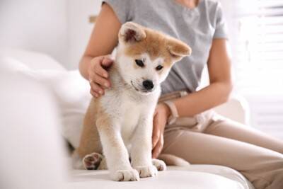 犬を飼ったばかりの人がぶつかる4つの壁　念願の愛犬との暮らしを充実させるための心得とは？