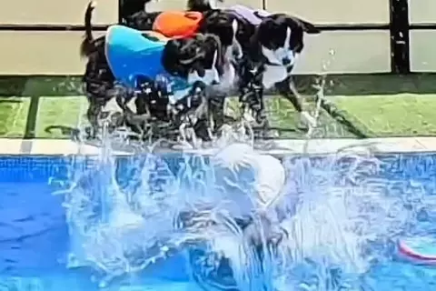 プールで『溺れたフリ』をした結果→4頭の大型犬が焦り、心配をして…家族愛を感じる『感動の光景』が107万再生「めちゃ賢い」「映画になる」