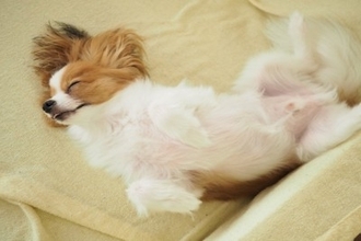 犬が『いびき』をかく原因5つ　注意すべき病気の初期症状や対処法まで