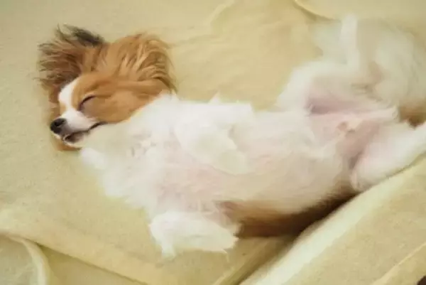 犬が『いびき』をかく原因5つ　注意すべき病気の初期症状や対処法まで
