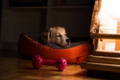 犬が『いびき』をかく原因5つ　注意すべき病気の初期症状や対処法まで