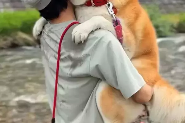 濡れるのが嫌いな『32キロの秋田犬』→自分で川に入ったのに、出れなくなって…子供のような『抱っこの光景』が33万再生「でっかい甘えん坊ｗ」