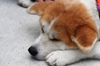 犬が『しょんぼり』している理由5選　体調不良かどうかを見分ける方法まで
