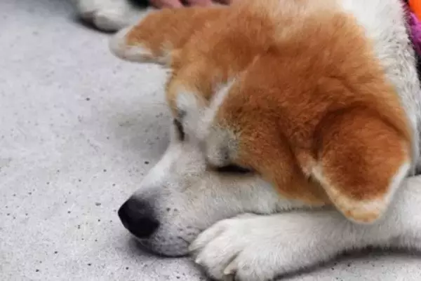犬が『しょんぼり』している理由5選　体調不良かどうかを見分ける方法まで