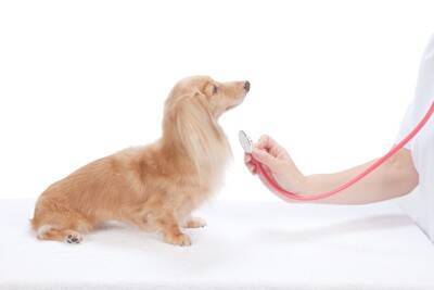 犬が『しょんぼり』している理由5選　体調不良かどうかを見分ける方法まで