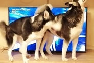 テレビを見ていたら大型犬が邪魔するので『どいて』とお願いした結果→思っていたのと違う光景に4万いいね「間違ってはいないｗｗ」「笑った」