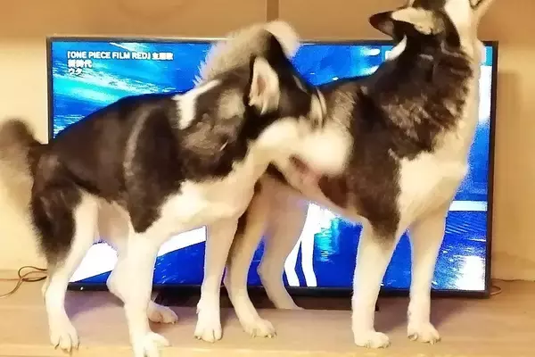 テレビを見ていたら大型犬が邪魔するので『どいて』とお願いした結果→思っていたのと違う光景に4万いいね「間違ってはいないｗｗ」「笑った」