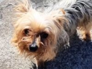 住宅街をさまよっていた犬を保護→大切にお世話した結果…想像を超える『別犬級の変化』に感動「お幸せに」「優しい家族ができてよかった」