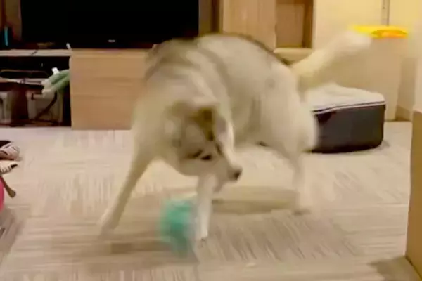 ハスキー犬にボールを投げたら→野球選手並みの『豪速球』で投げ返してくる光景が16万表示「トルネード投法ｗｗｗ」「コントロール良くて草」