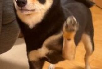 柴犬に『おて』と声を掛けた結果→ちょっとだけ考えて…まさかの『空振り』が可愛すぎると2万いいね「意味不明で草」「もうちょいｗｗ」と爆笑