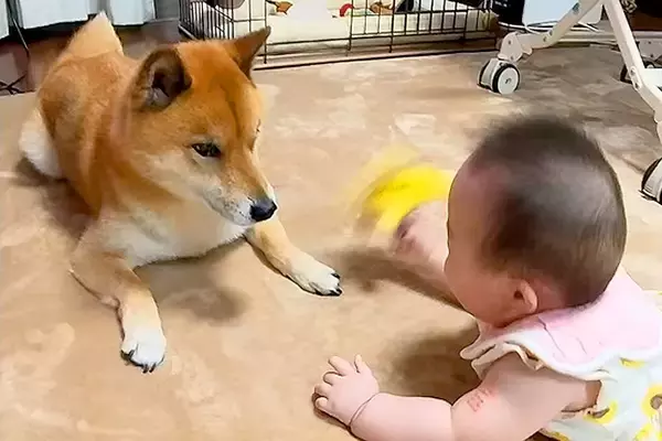 突然家にやってきた『赤ちゃん』に戸惑う犬→6年間、一緒に育てた結果…あまりにも尊い『成長記録』が149万再生「泣いちゃう」「素晴らしい」