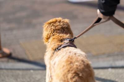 犬に絶対NGな『リードの持ち方』５選　重大な事故やケガを引き起こすタブー行為まで