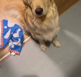 大型犬が気に入っている『チキンのおもちゃ』を丸洗いした結果→『なんでひどいことするの…？』切実すぎる表情が41万再生「目で訴えてるｗ」