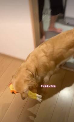 大型犬が気に入っている『チキンのおもちゃ』を丸洗いした結果→『なんでひどいことするの…？』切実すぎる表情が41万再生「目で訴えてるｗ」