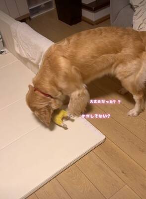大型犬が気に入っている『チキンのおもちゃ』を丸洗いした結果→『なんでひどいことするの…？』切実すぎる表情が41万再生「目で訴えてるｗ」