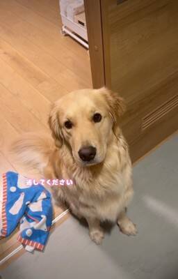 大型犬が気に入っている『チキンのおもちゃ』を丸洗いした結果→『なんでひどいことするの…？』切実すぎる表情が41万再生「目で訴えてるｗ」