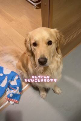 大型犬が気に入っている『チキンのおもちゃ』を丸洗いした結果→『なんでひどいことするの…？』切実すぎる表情が41万再生「目で訴えてるｗ」