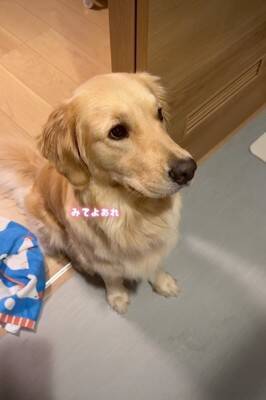 大型犬が気に入っている『チキンのおもちゃ』を丸洗いした結果→『なんでひどいことするの…？』切実すぎる表情が41万再生「目で訴えてるｗ」
