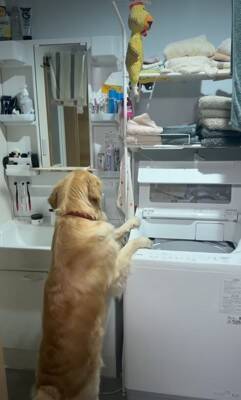 大型犬が気に入っている『チキンのおもちゃ』を丸洗いした結果→『なんでひどいことするの…？』切実すぎる表情が41万再生「目で訴えてるｗ」