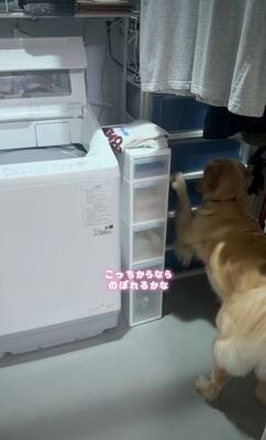 大型犬が気に入っている『チキンのおもちゃ』を丸洗いした結果→『なんでひどいことするの…？』切実すぎる表情が41万再生「目で訴えてるｗ」