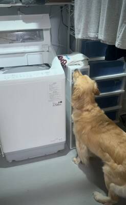 大型犬が気に入っている『チキンのおもちゃ』を丸洗いした結果→『なんでひどいことするの…？』切実すぎる表情が41万再生「目で訴えてるｗ」