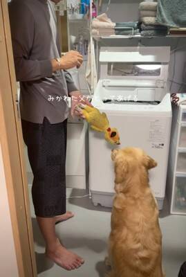大型犬が気に入っている『チキンのおもちゃ』を丸洗いした結果→『なんでひどいことするの…？』切実すぎる表情が41万再生「目で訴えてるｗ」