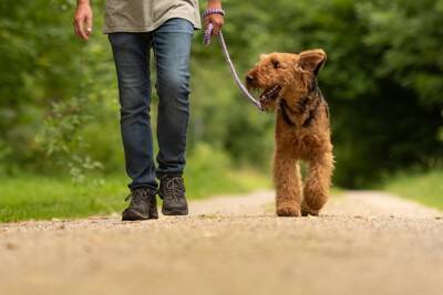 犬を散歩させてはいけない『5つのコース』愛犬を危険な目にあわせてしまう場所とは？