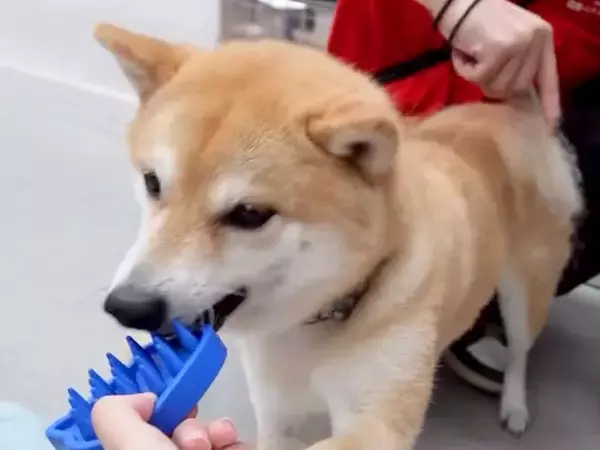 ブラシをおもちゃだと勘違いしている犬→ブラッシングの気持ち良さを知ったら…想像以上の至福の表情が28万再生「めっちゃウットリしてる」