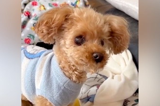 目も耳も悪くなってしまった老犬→帰省したお姉ちゃんが名前を呼んだら…『声が届いた瞬間』の光景が28万再生「お返事してる」「聞こえたね」