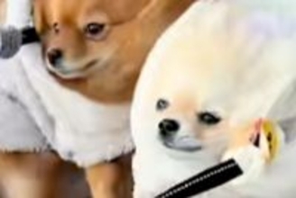 暴風の中、お散歩をする3匹のポメラニアン→思わず笑ってしまう『必死過ぎる姿』が44万再生「声出して笑ったｗｗ」「風ラニアンズ」と爆笑