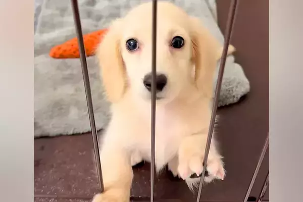 『ケージから出してほしい』と駄々をこねている子犬→すぐ隣を見ると…尊すぎる『まさかの勘違い』が69万再生「犬生1週目」「真横で愛おしい」