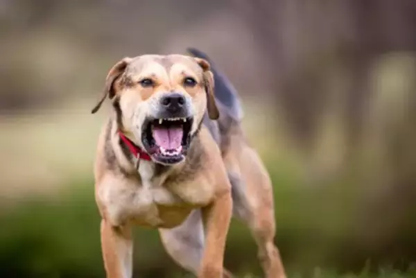 犬に敵だと思われる『絶対NG行為』5つ　愛犬を誤解させてしまう飼い主の危険行動とは？