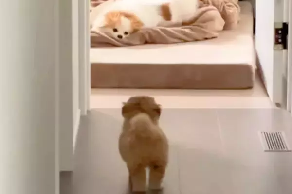 実家からやってきた犬が気になる『赤ちゃん犬』→警戒されてしまい…思わず守りたくなる行動が83万再生「怒り方も超絶可愛い」「キュンとした」