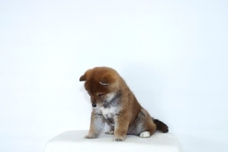 犬が『ごめんね』と言っているサイン５選　叱られた後に反省しているかどうかを判断する方法まで