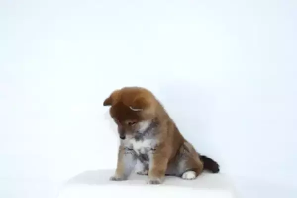 犬が『ごめんね』と言っているサイン５選　叱られた後に反省しているかどうかを判断する方法まで