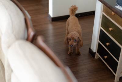 犬が『ごめんね』と言っているサイン５選　叱られた後に反省しているかどうかを判断する方法まで