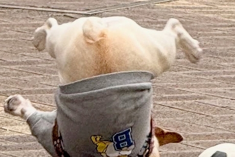 鈍臭すぎる犬が『ボール遊び』をした結果→盛大にコケてしまい…「ボールより転がってて草」「ブレイクダンスｗ」シュール過ぎる光景が88万表示