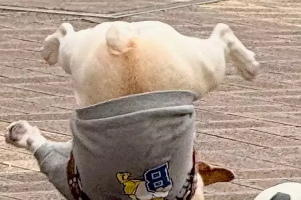 鈍臭すぎる犬が『ボール遊び』をした結果→盛大にコケてしまい…「ボールより転がってて草」「ブレイクダンスｗ」シュール過ぎる光景が88万表示