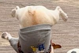 鈍臭すぎる犬が『ボール遊び』をした結果→盛大にコケてしまい…「ボールより転がってて草」「ブレイクダンスｗ」シュール過ぎる光景が88万表示