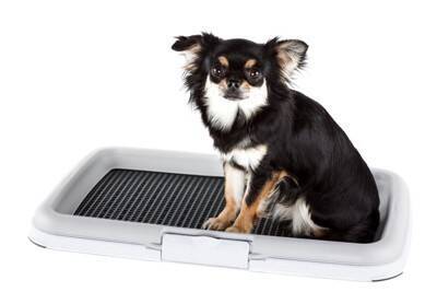 犬に『トイレを覚えさせる』5つのコツ　 押さえておきたいしつけのポイントまでご紹介